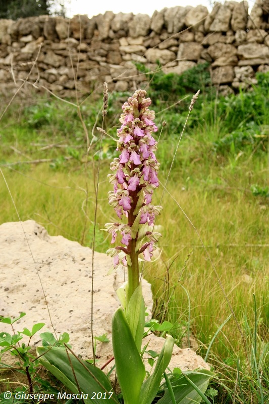 Barlia robertiana - alto Salento